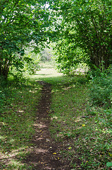Image showing Cattle path in lush greenery in the countryside