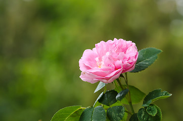 Image showing One pink rose closeup