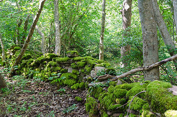 Image showing Old moss covered dry stone wall in a forest