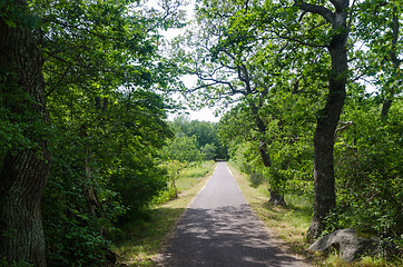 Image showing Green footpath through a deciduous forest in summer season