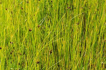 Image showing Natural greenish grass straws background