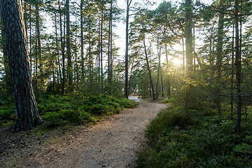 Image showing Backlit pathway by twilight time in a coniferous forest