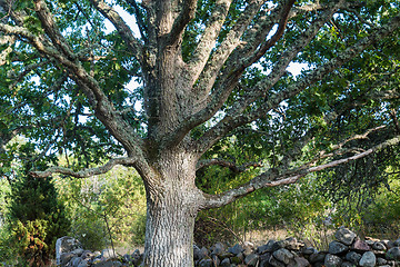 Image showing Wide mighty old oak tree