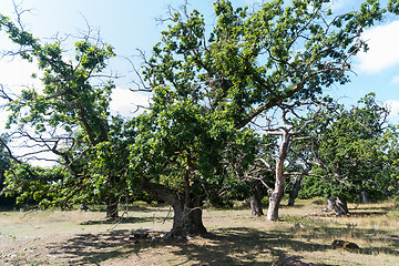 Image showing Mighty old oak trees