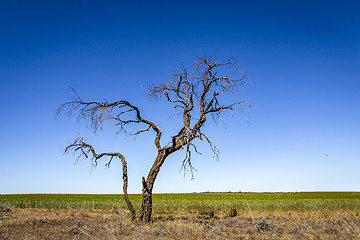 Image showing Lone tree in outback Australia