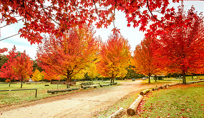 Image showing Maples in colours of rich red, orange and yellow in Autumn