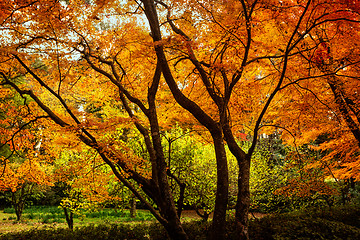 Image showing Autumn trees vibrant with colour