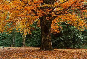 Image showing Grand tree dripping in gold leaf - Autumn is here