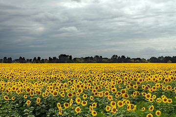 Image showing Sunflower On A Meadow With Overcast Sky