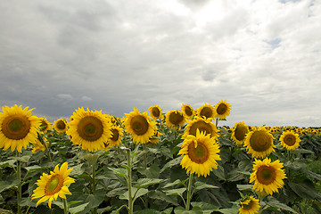 Image showing Sunflower On A Meadow With Overcast Sky