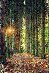 Image showing Avenue of Pines