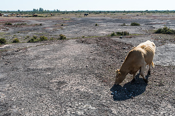 Image showing Grazing cow in a great dry barren landscape
