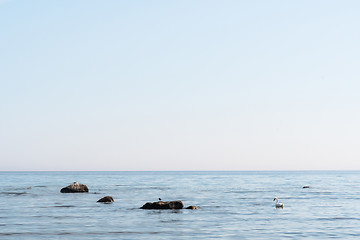 Image showing Calm coastal view with birds on the rocks in the water