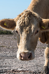 Image showing Curious looking brown cow head