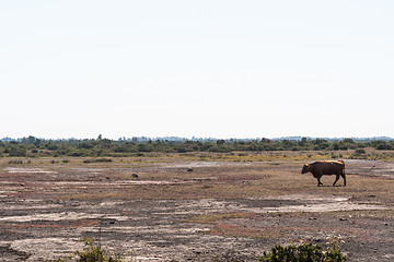 Image showing Cow walks in a great plain barren landscape