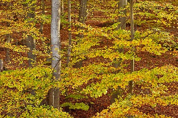 Image showing Autumn forest colors detail