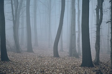 Image showing Autumn forest mist