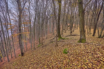 Image showing Autumn mountain trail, fallen leaves