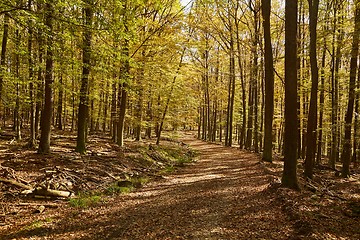 Image showing Autumn forest path between trees