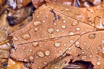 Image showing Autumn leaf on ground with raindrops