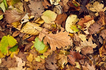 Image showing Fallen autumn leaves
