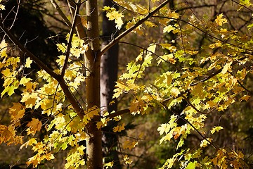 Image showing Autumn tree leaves