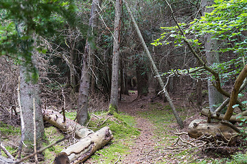 Image showing Footpath through an old unspoiled forest with mossy ground