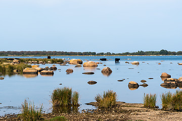 Image showing Coastal view with cattle in the calm water in summer season