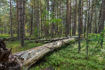 Image showing Fallen dead tree in a coniferous forest