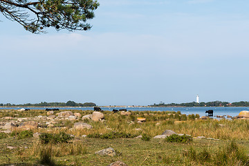 Image showing Cattle by the coast in summer season