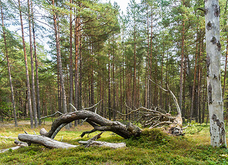 Image showing Dead wood in a pine tree forest