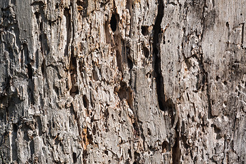 Image showing Old weathered tree background