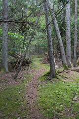 Image showing Footpath through an old growth forest with mossy ground