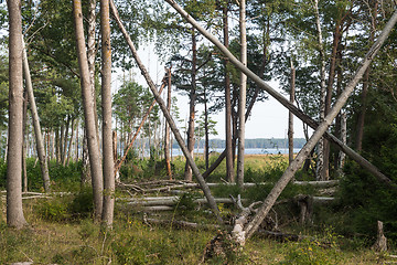 Image showing Leaning and fallen trees in a deciduous forest