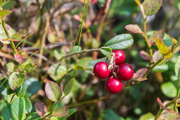 Image showing Growing lingonberries in the woods close up