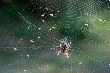 Image showing Spider with catch in the spider web