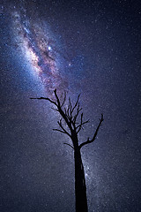 Image showing Milky Way galactic core shining brightly over old dead tree