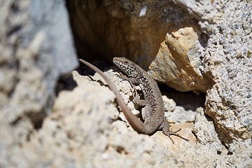 Image showing Lizard on a wall