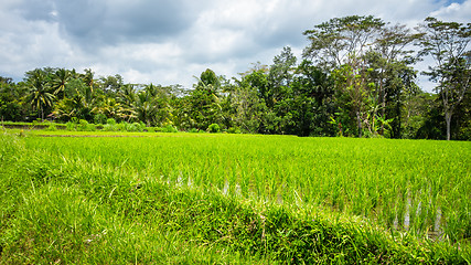 Image showing Lush green rice field or paddy in Bali