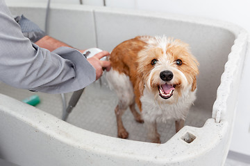 Image showing bathing a cute dog