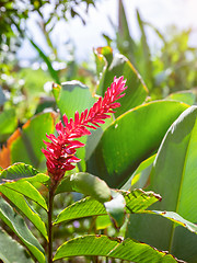 Image showing tropical red flower Bali Indonesia