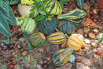Image showing Gourds Squash