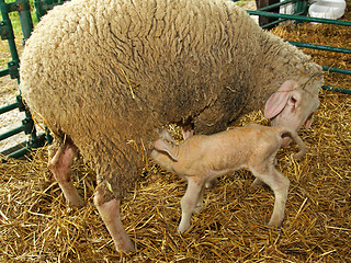 Image showing Ewe Lamb