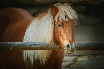 Image showing Portrait of Chestnut Pony