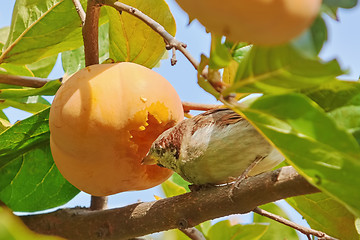 Image showing Sparrow Eats Persimmon