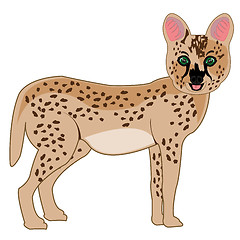 Image showing Wildcat serval on white background is insulated