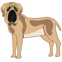 Image showing Dog of the sort mastiff on white background is insulated