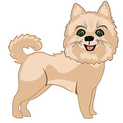 Image showing Dog spitz on white background is insulated