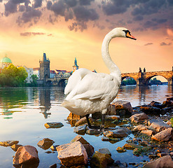 Image showing White swan on river Vltava
