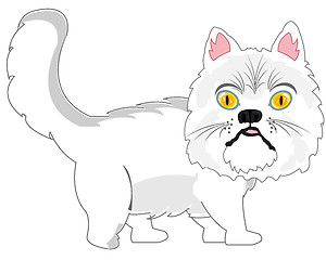 Image showing Persian cat on white background is insulated